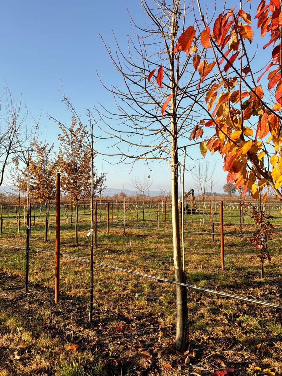 Panoramica vivaismo Quercus